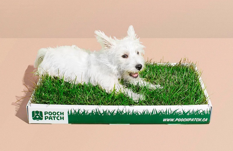 Pooch Patch